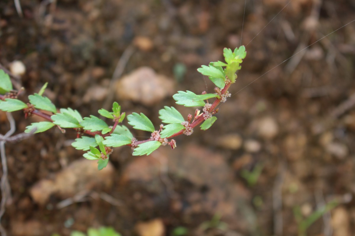 Laurembergia coccinea (Blume)